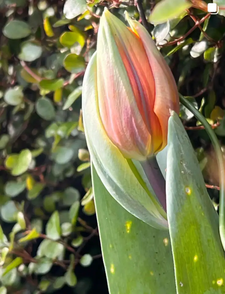 spring tulips in border