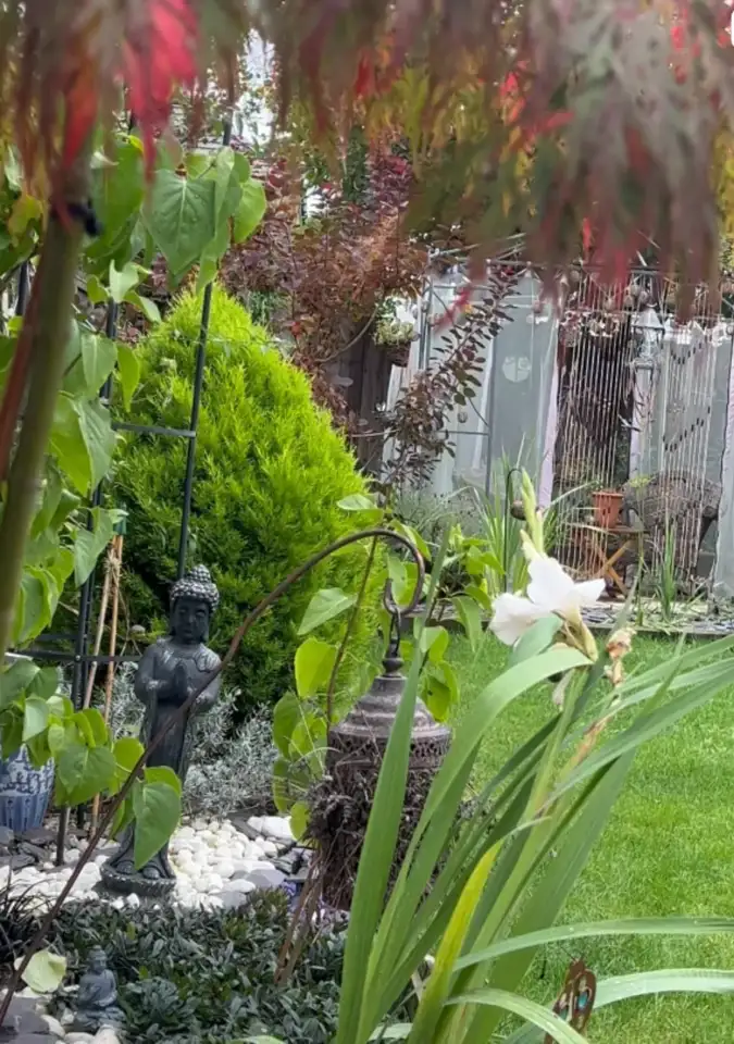 iris rising among stone